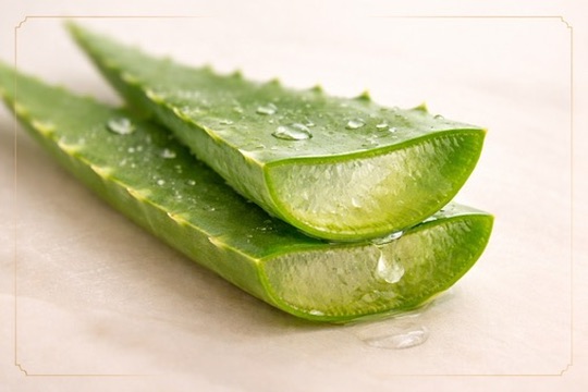 Aloe vera skin barrier